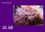 10. Juli