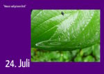 24. Juli