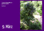 9. März