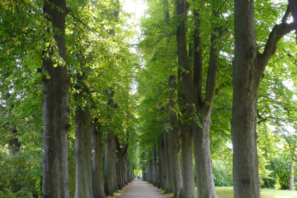 Lindenallee, Schloss, Eutin,