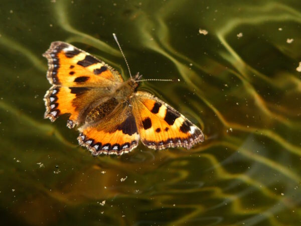 Schmetterling, Admiralfalter, Wasser,