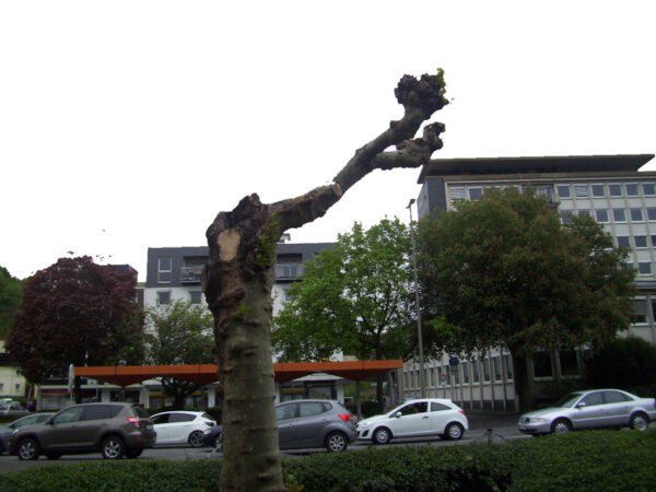 Baum, verkrüppelter Baum, Siegen, Weidenau, ehemalige Sparkasse, Straße, Autos,