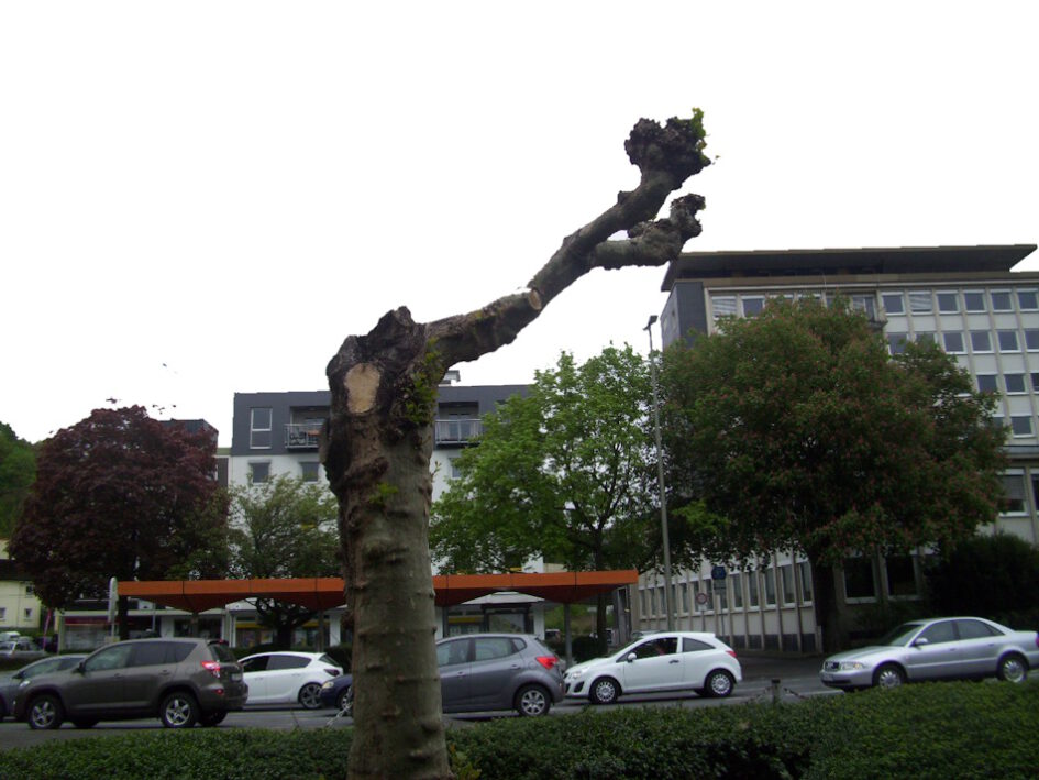 Baum, verkrüppelter Baum, Siegen, Weidenau, ehemalige Sparkasse, Straße, Autos,
