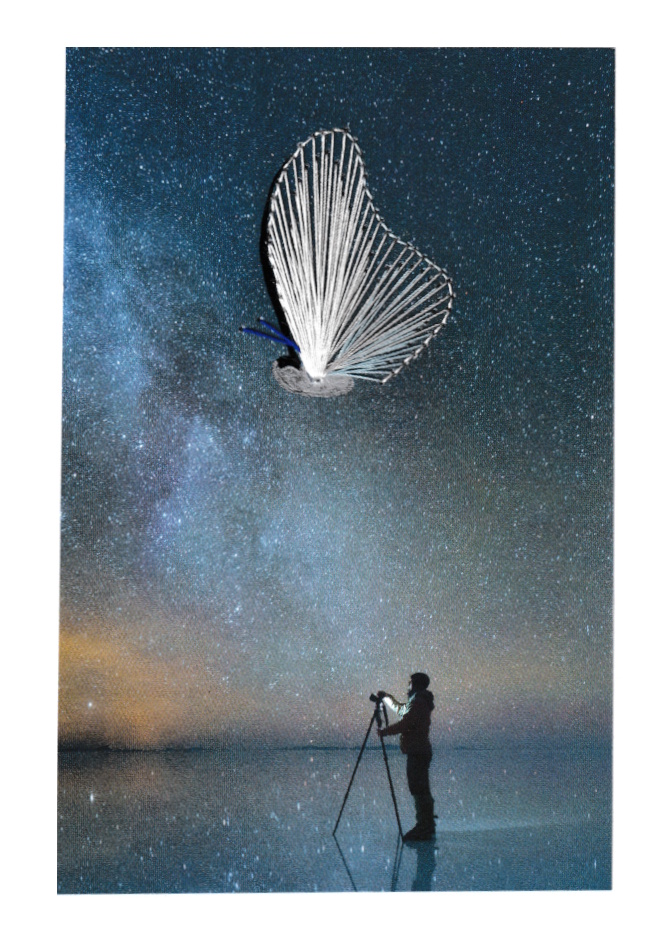 Designerkarte, Designer Karte, Grafik, Kunst, Fadenbild, Fadengrafik, kunstvoll, exklusive Faltkarte, Faltkarte, Grußkarte, Fadentechnik, moderne Kunst, Design, Tafelbild, Schmetterling, Fotograf, Nacht, Sternenhimmel, 